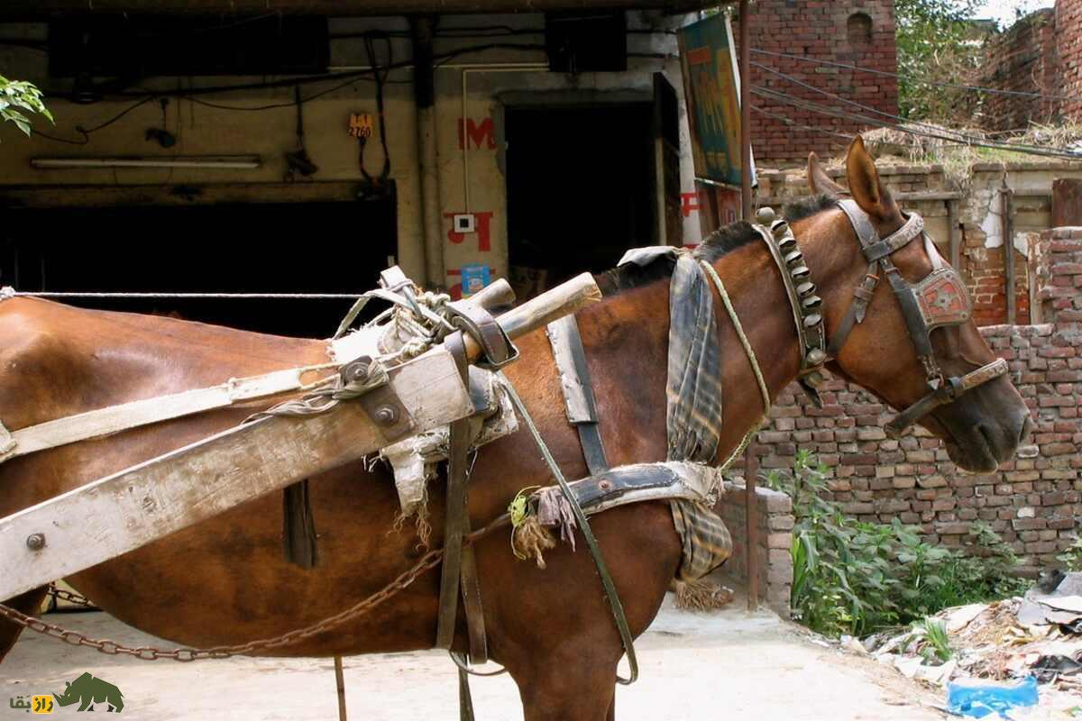 اسب پنجابی اسب پنجابی