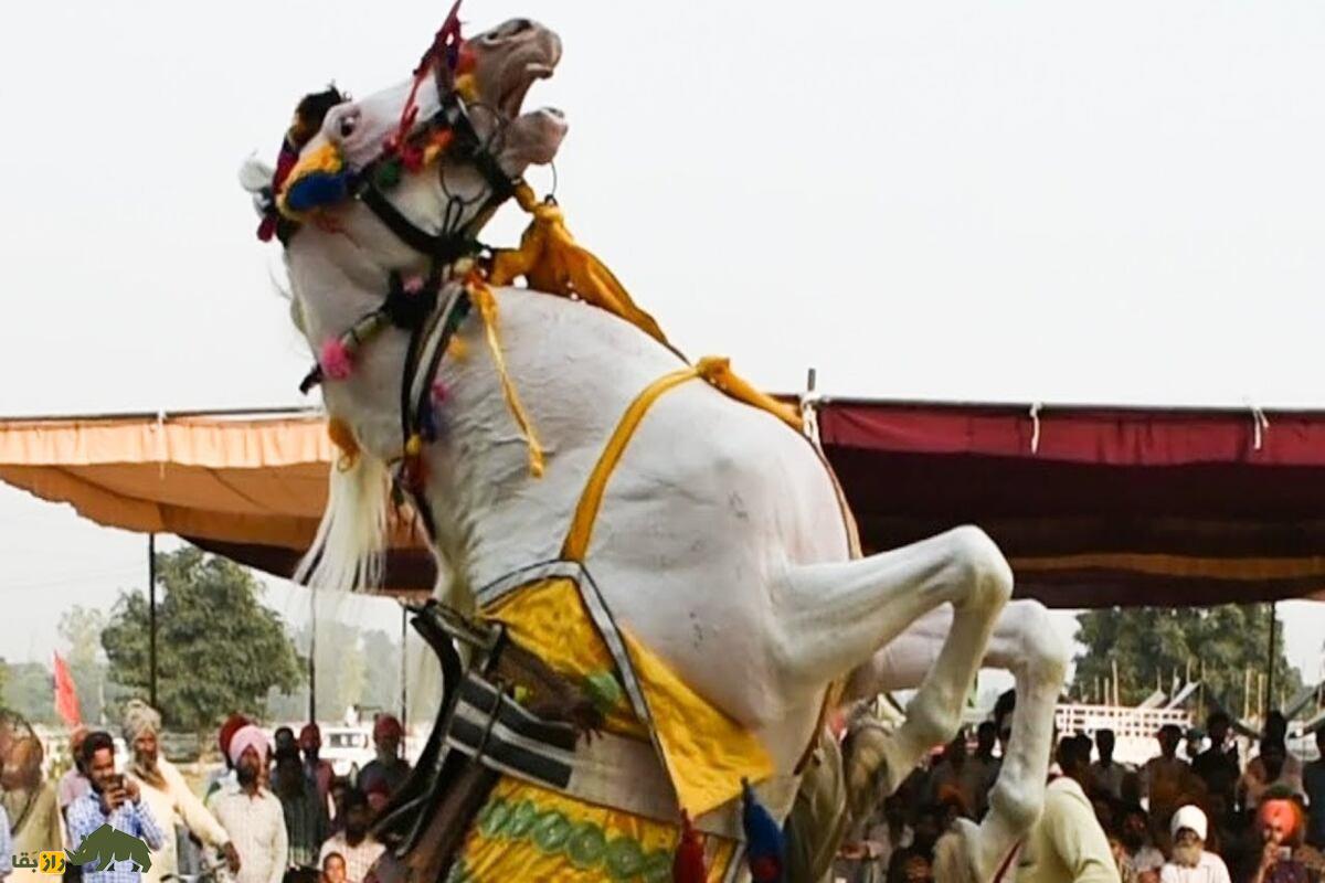 اسب پنجابی اسب پنجابی