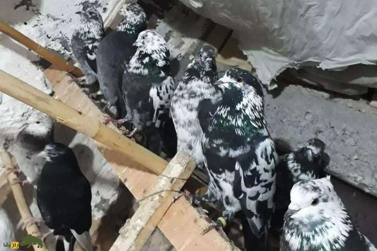 جعفر ده‌پهلوان؛ معروفترین کبوترباز کرمانشاه که ۶۵ سال قبل ۱۰۰۰ کفتر داشت و با ۲۰۰ کفتر گرو می‌بست