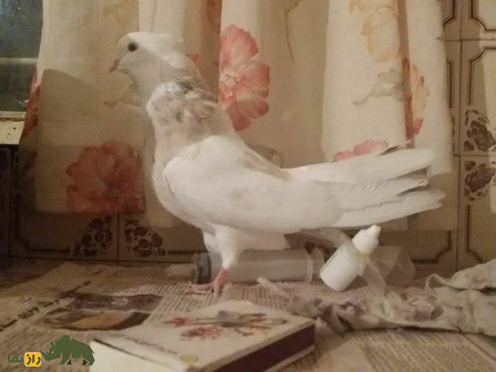 کبوتر نقابی؛ کبوتر معروف کرمانشاهی که گردنی برافراشته دارد و با کبوترهای تهرانی رقابت میکند کبوتر نقابی