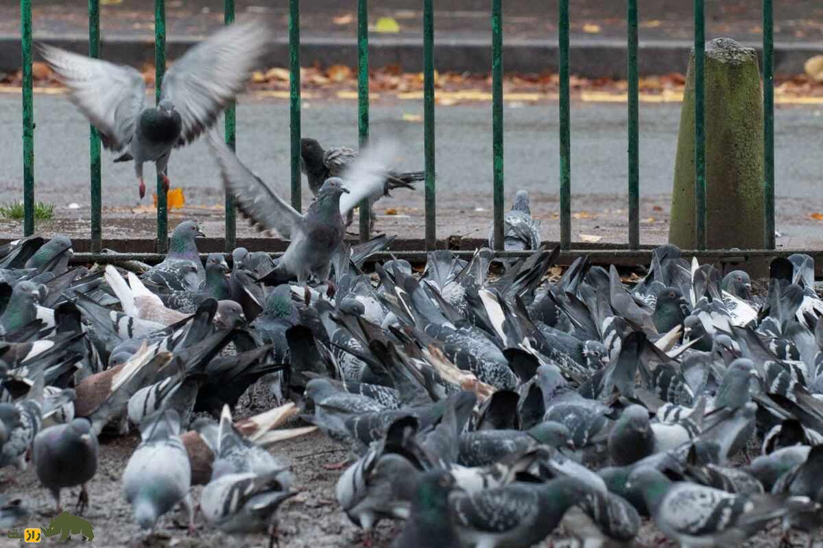 «واریز کردن» کبوتر یعنی چه؟ «واریز کردن» کبوتر یعنی چه؟