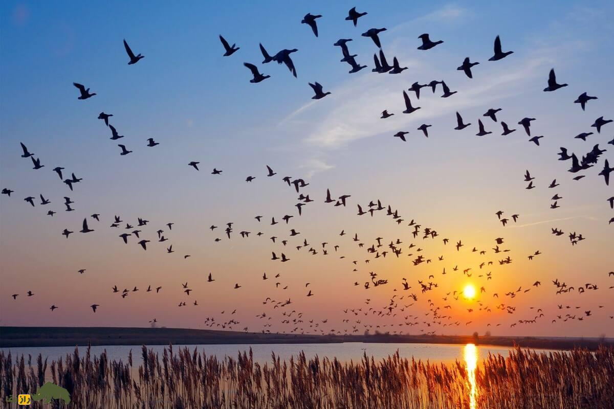 چگونه حیوانات طوفان‌ها را پیش‌بینی می‌کنند؟