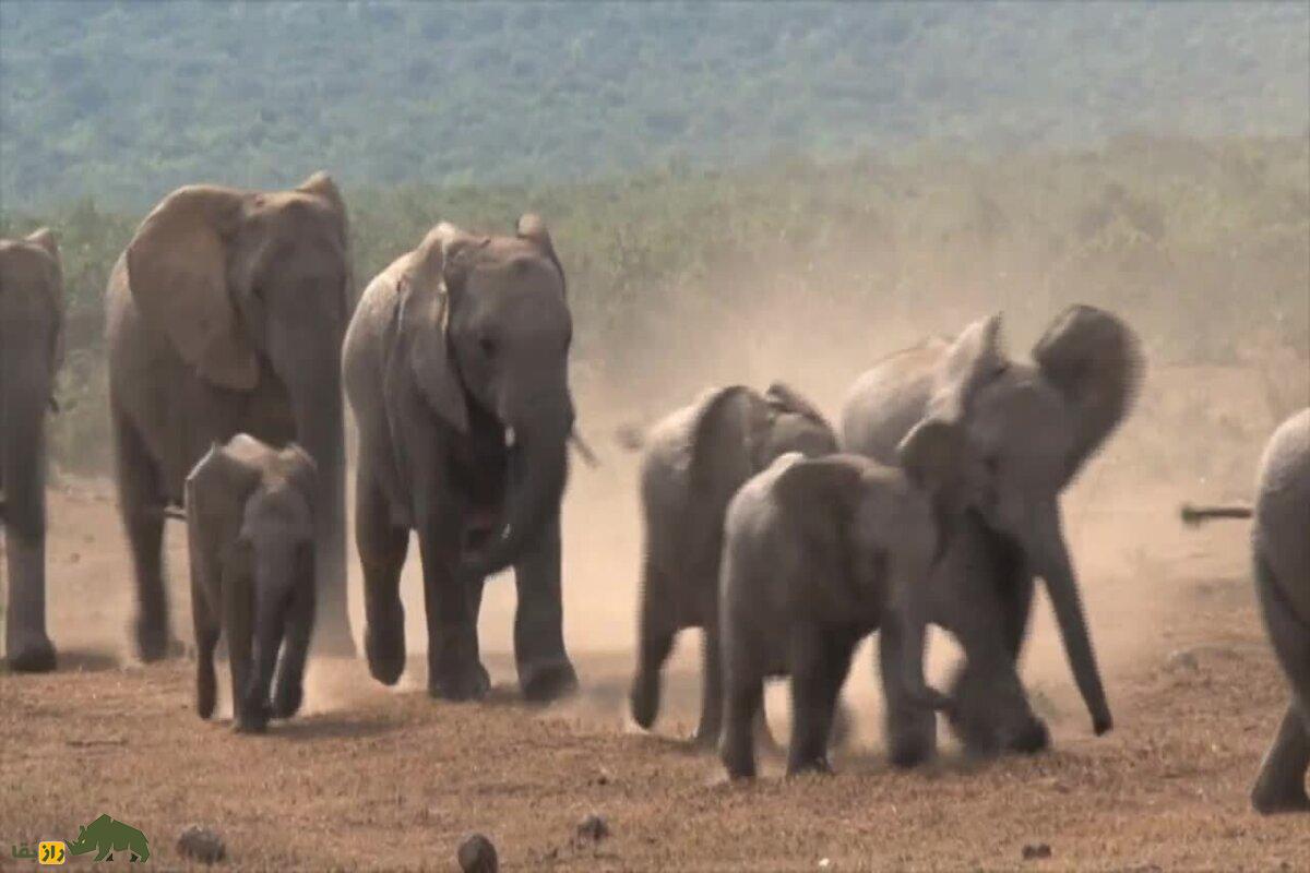 چگونه حیوانات طوفان‌ها را پیش‌بینی می‌کنند؟