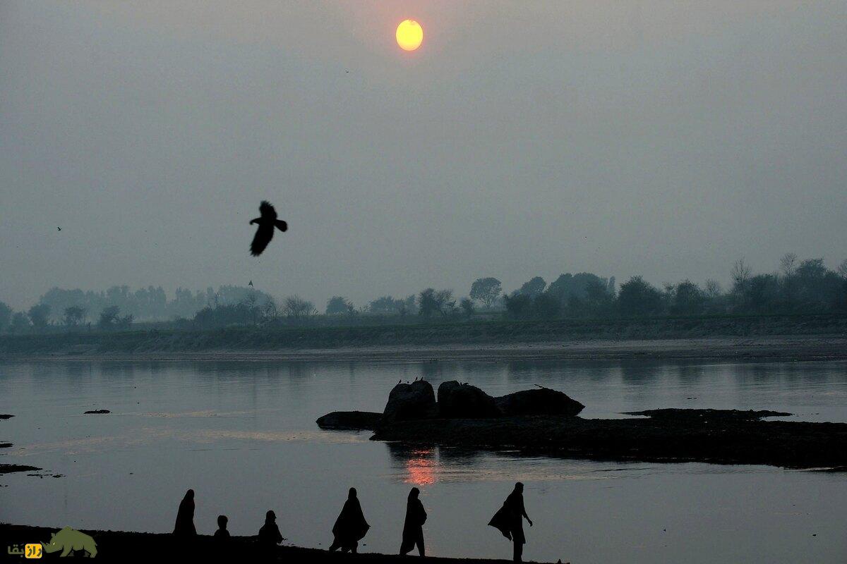 چگونه حیوانات طوفان‌ها را پیش‌بینی می‌کنند؟