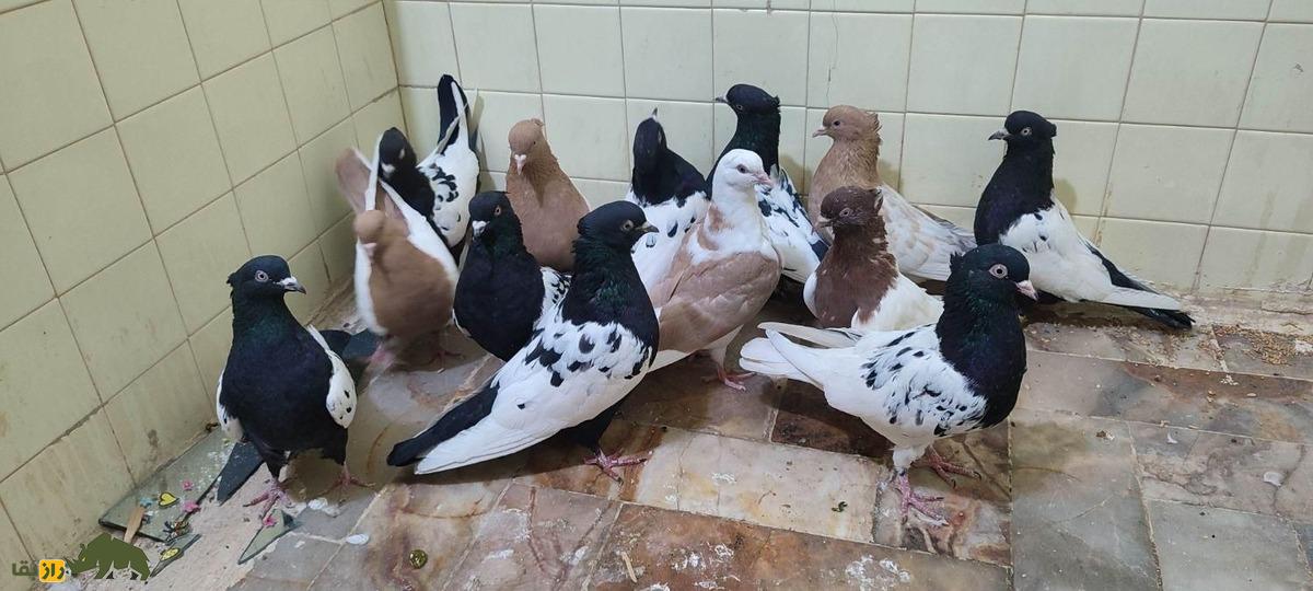 کبوتر سینه دم سیاه
