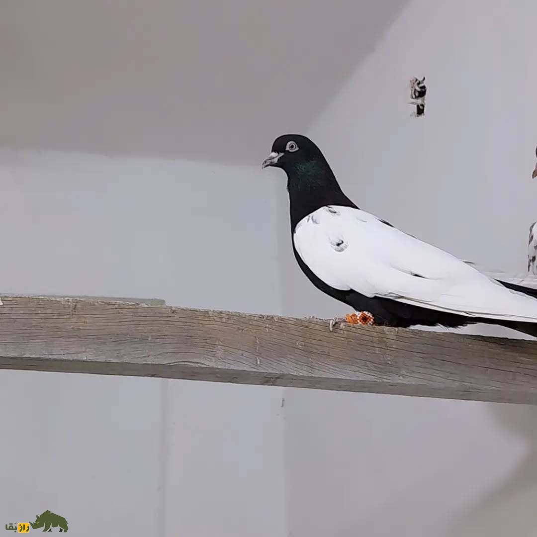 کبوتر سینه دم سیاه