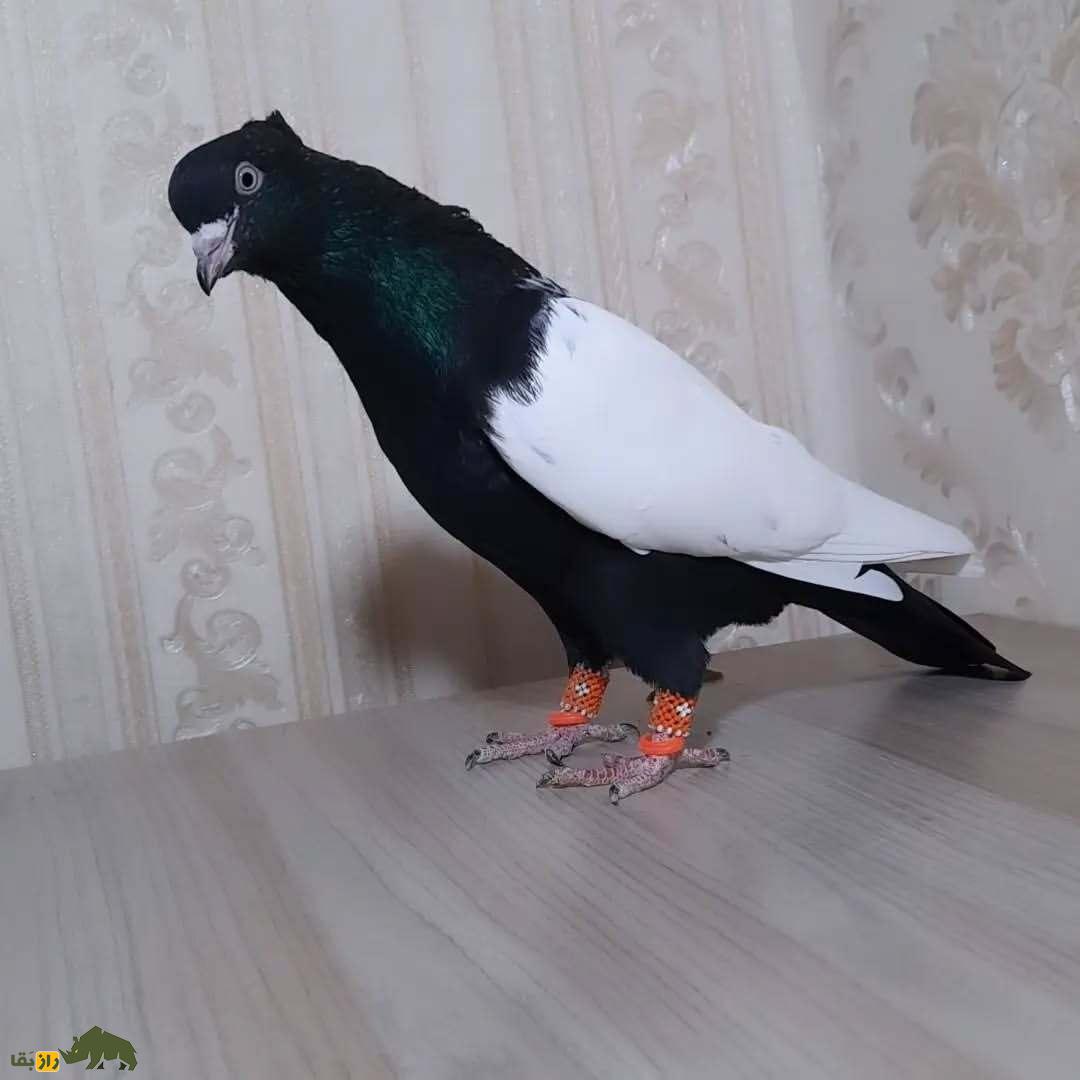 کبوتر سینه دم سیاه