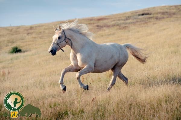 اسب تاولید؛ اسب معروف سودانی که سوارکاران سودانی عاشق آن هستند