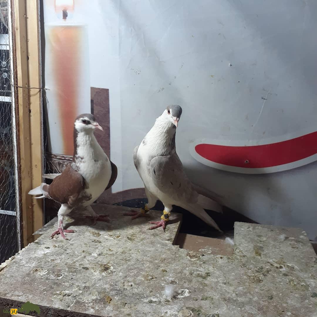 کبوتر بدرنگ اصفهان؛ کبوتر اصیل ایرانی و سلطان مسافت که شاه عباس صفوی عاشق آن بود کبوتر بدرنگ