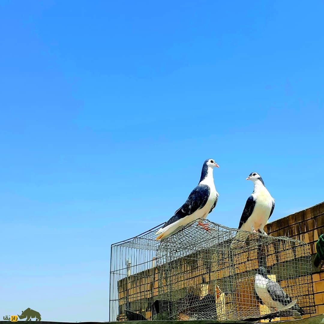 کبوتر بدرنگ اصفهان؛ کبوتر اصیل ایرانی و سلطان مسافت که شاه عباس صفوی عاشق آن بود کبوتر بدرنگ