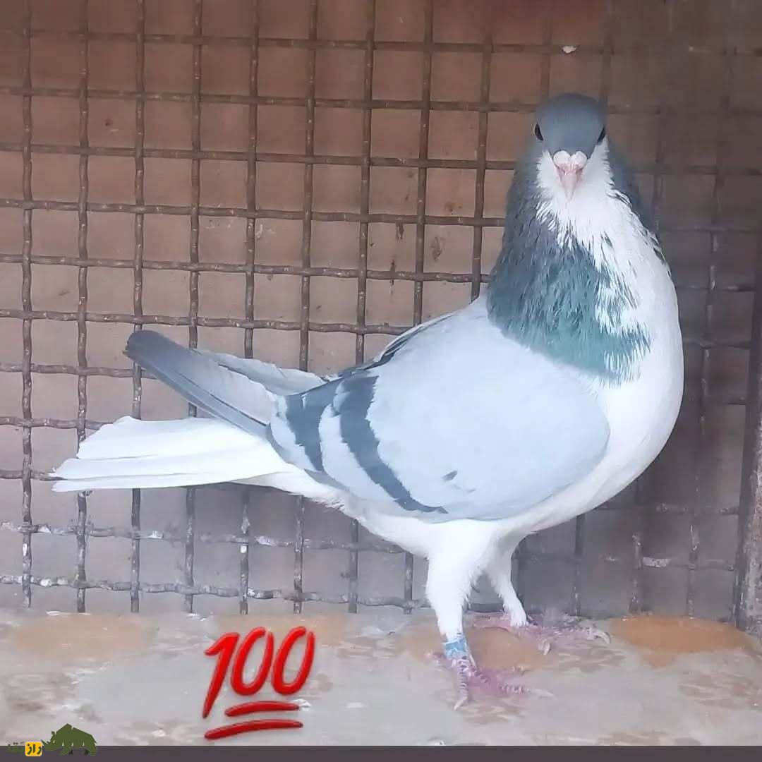 کبوتر بدرنگ اصفهان؛ کبوتر اصیل ایرانی و سلطان مسافت که شاه عباس صفوی عاشق آن بود کبوتر بدرنگ