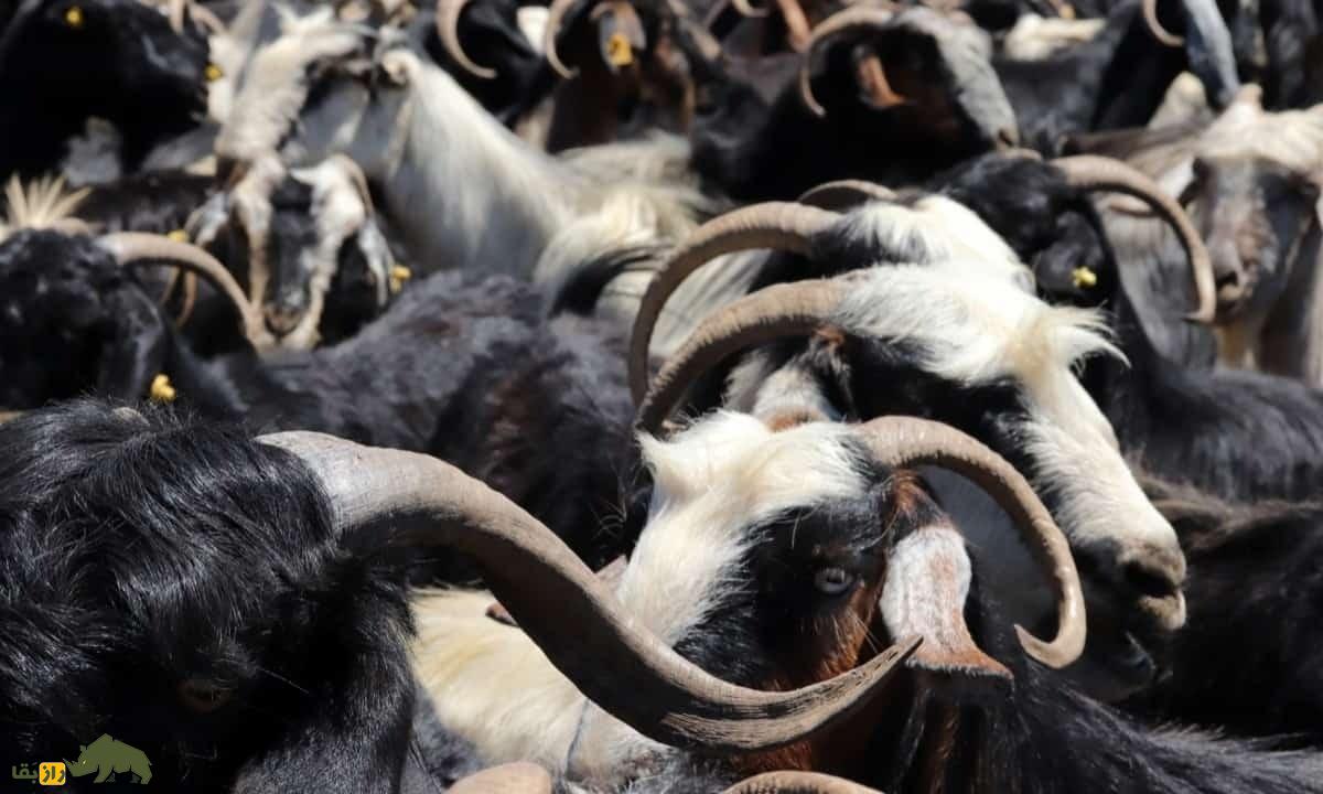 بز فیلیپینی؛ بز معروف کشور فیلیپین که اقتصاد روستایی این کشور را بهبود داد بز فیلیپینی