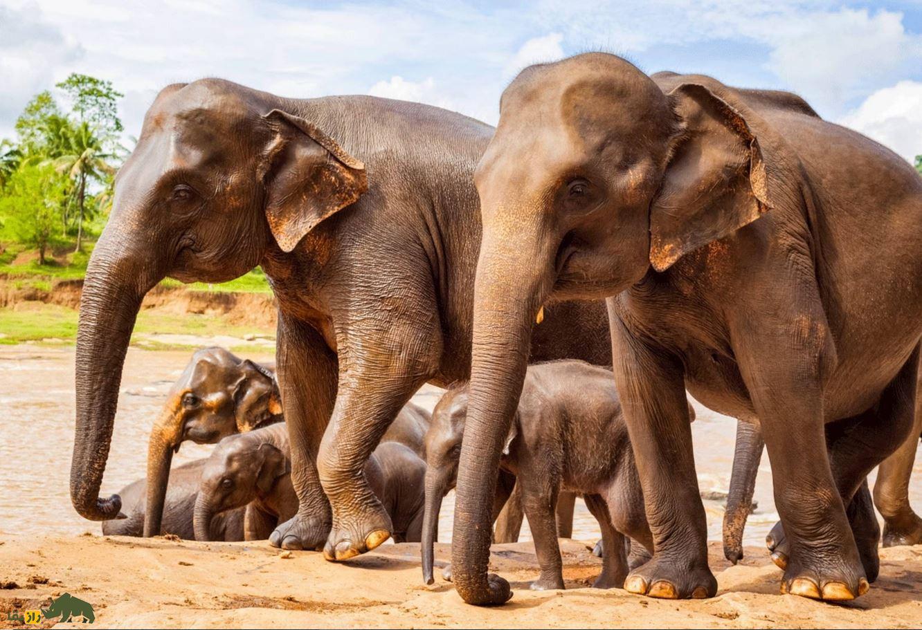 راجا، فیلی که از عابران گله فیل های آفریقایی در کنار یک رودخانه