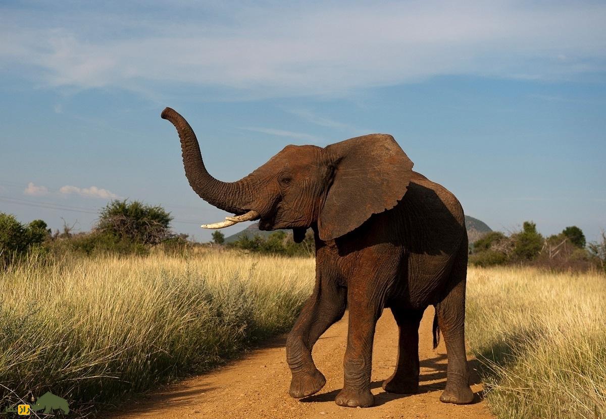 راجا، فیلی که از عابران یک فیل در دشت