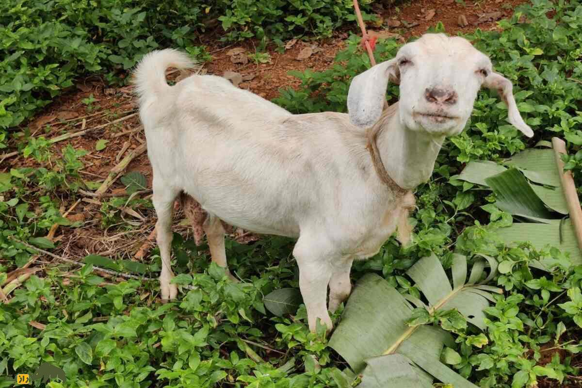 بز مالاباری؛ نژادی چندمنظوره برای تولید گوشت و شیر بز مالاباری؛ نژادی چندمنظوره برای تولید گوشت و شیر