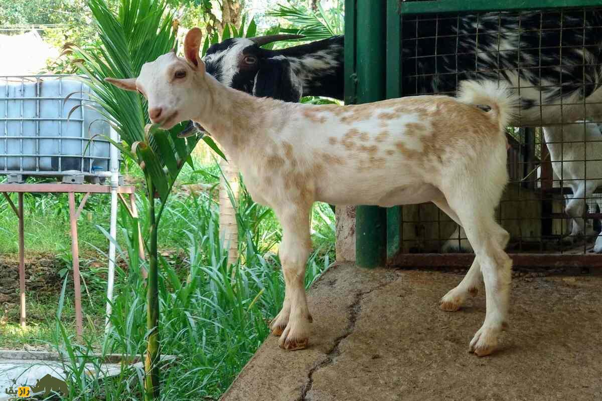 بز مالاباری؛ نژادی چندمنظوره برای تولید گوشت و شیر بز مالاباری؛ نژادی چندمنظوره برای تولید گوشت و شیر