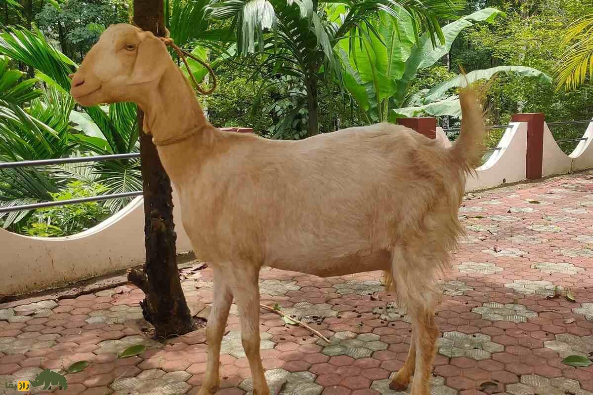 بز مالاباری؛ نژادی چندمنظوره برای تولید گوشت و شیر بز مالاباری؛ نژادی چندمنظوره برای تولید گوشت و شیر