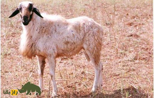 گوسفند حسن؛ گوسفند هندی که که روستائیان فقیر را از گرسنگی نجات داد گوسفند حسن؛ گوسفند هندی که که روستائیان فقیر را از گرسنگی نجات داد