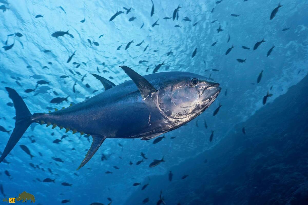 ماهی تُن و پدیده پخته شدن گوشت در اثر گرمای بدن ماهی تُن و پدیده پخته شدن گوشت در اثر گرمای بدن
