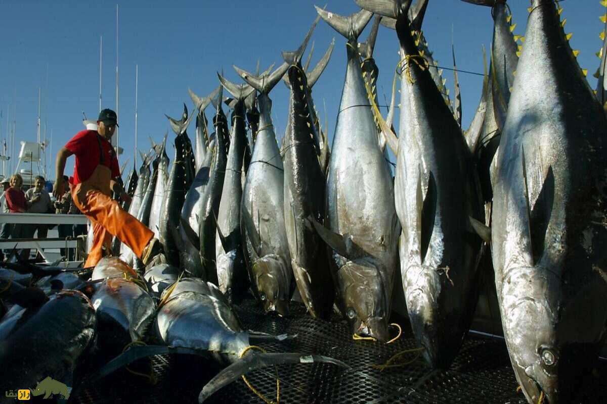 ماهی تُن و پدیده پخته شدن گوشت در اثر گرمای بدن ماهی تُن و پدیده پخته شدن گوشت در اثر گرمای بدن