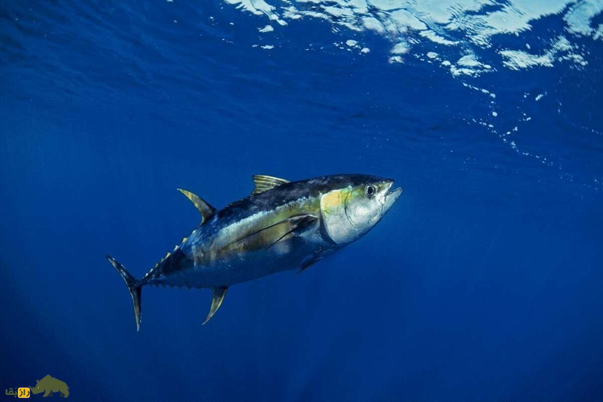 ماهی تُن و پدیده پخته شدن گوشت در اثر گرمای بدن ماهی تُن و پدیده پخته شدن گوشت در اثر گرمای بدن