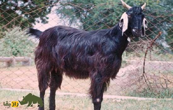 بز محسانا؛ بز معروف گجرات هند که سلطان تولید گوشت و شیر باکیفیت است بز محسانا؛ بز معروف گجرات هند که سلطان تولید گوشت و شیر باکیفیت است