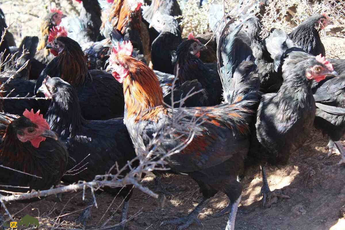 مرغ نیکسی؛ مرغ معروف چینی که انرژی انسان را زیاد میکند و خاصیت دارویی دارد