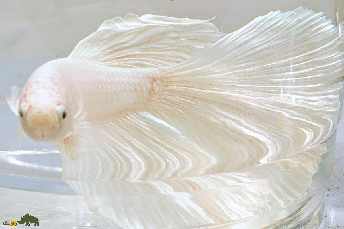 ماهی فایتر؛ راهنمای کامل مراقبت از ماهی جنگجوی سیامی ماهی فایتر؛ راهنمای کامل مراقبت از ماهی جنگجوی سیامی