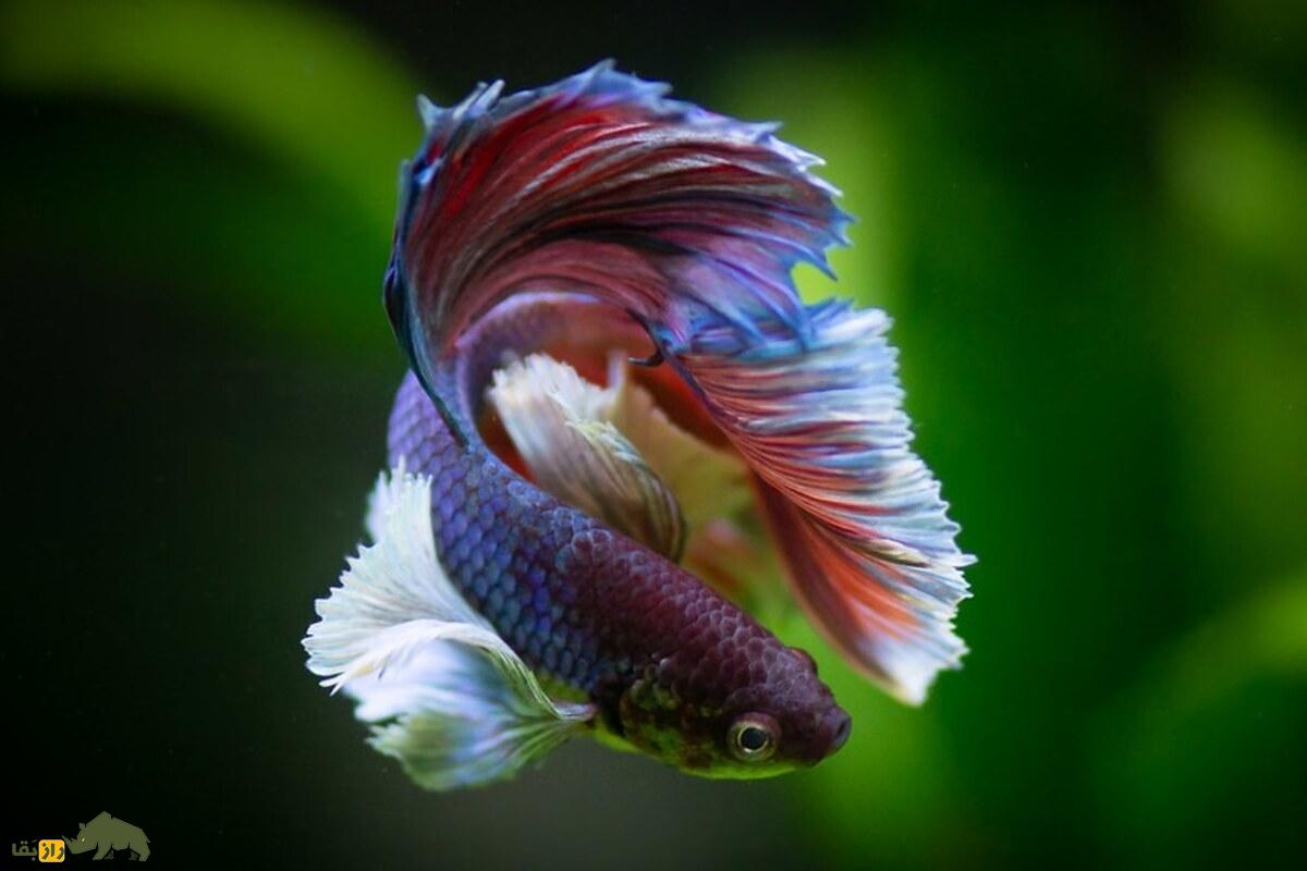 ماهی فایتر؛ راهنمای کامل مراقبت از ماهی جنگجوی سیامی ماهی فایتر؛ راهنمای کامل مراقبت از ماهی جنگجوی سیامی