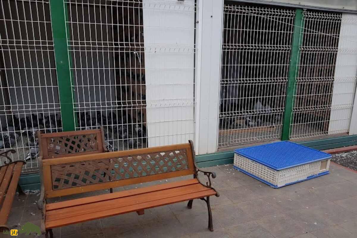 مسابقات دربی آرونا