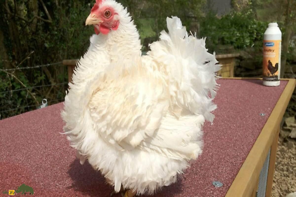 مرغ و خروس فریزل