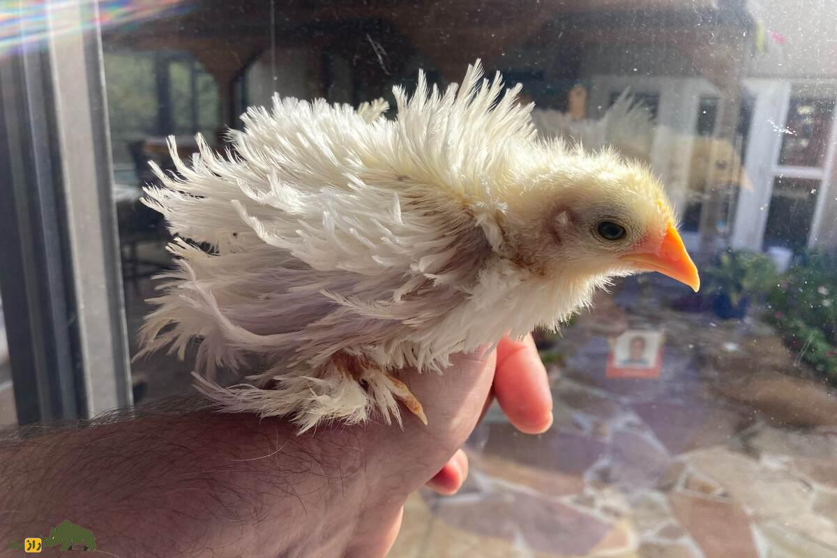 مرغ و خروس فریزل