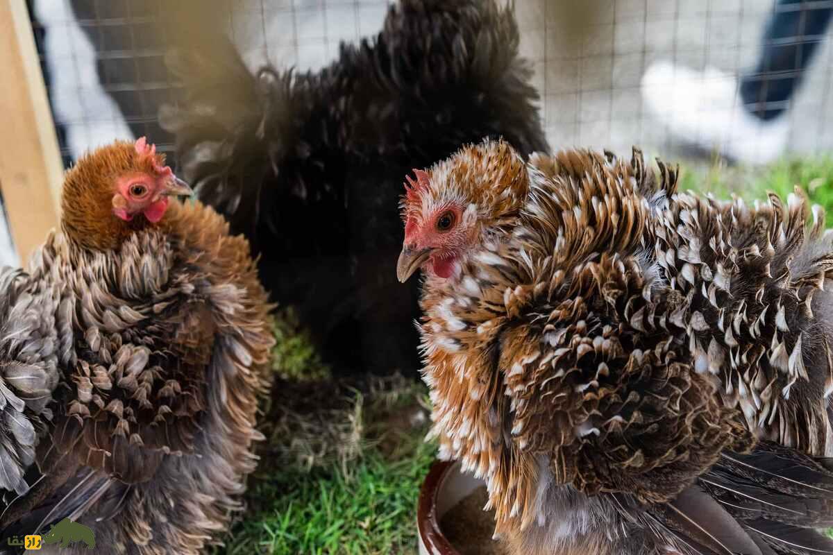 مرغ و خروس فریزل