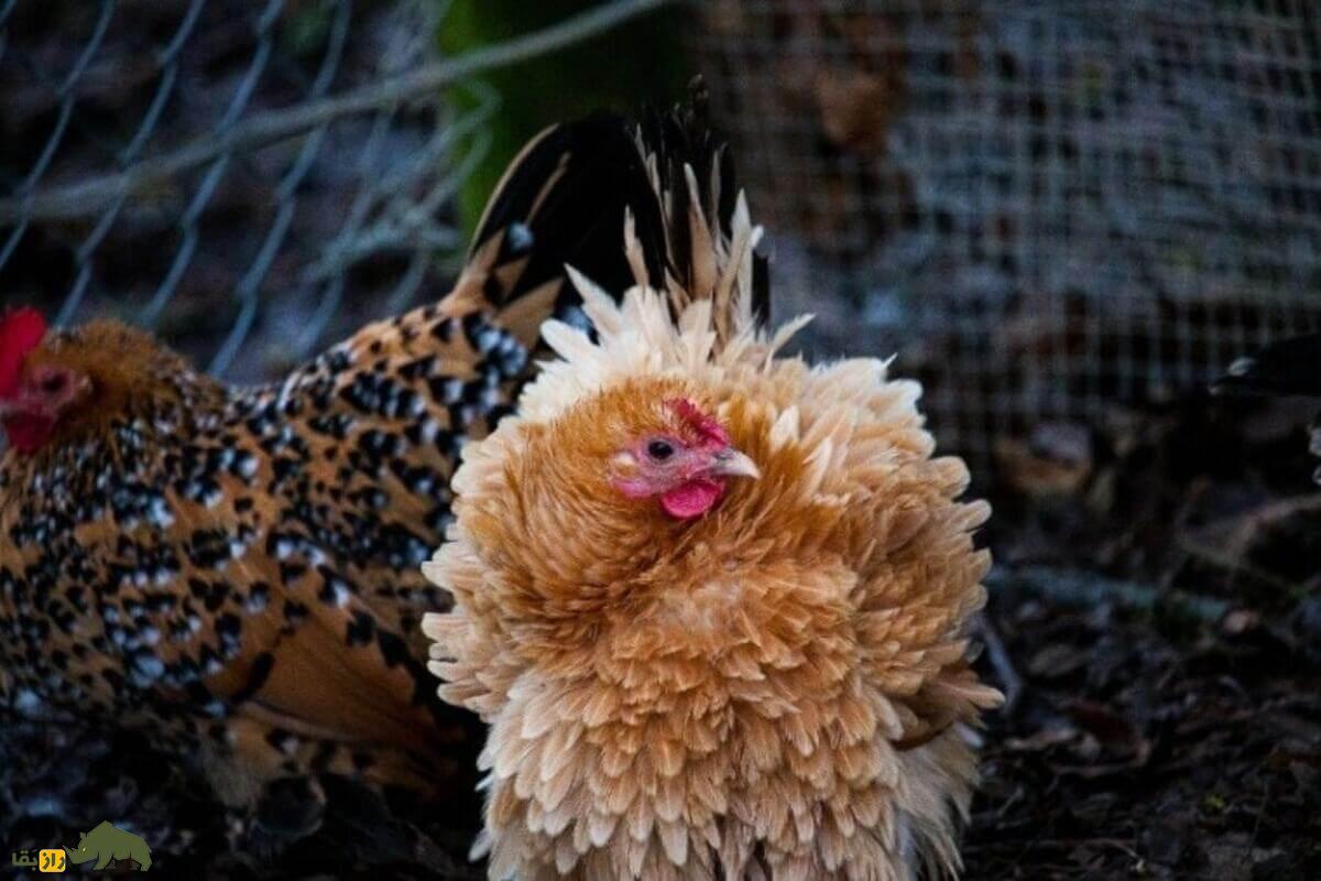 مرغ و خروس فریزل