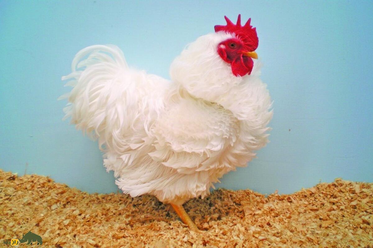 مرغ و خروس فریزل