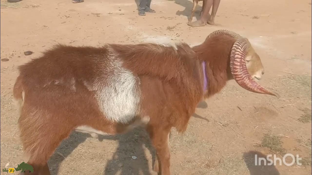گوسفند بالان گیر Balangir sheep