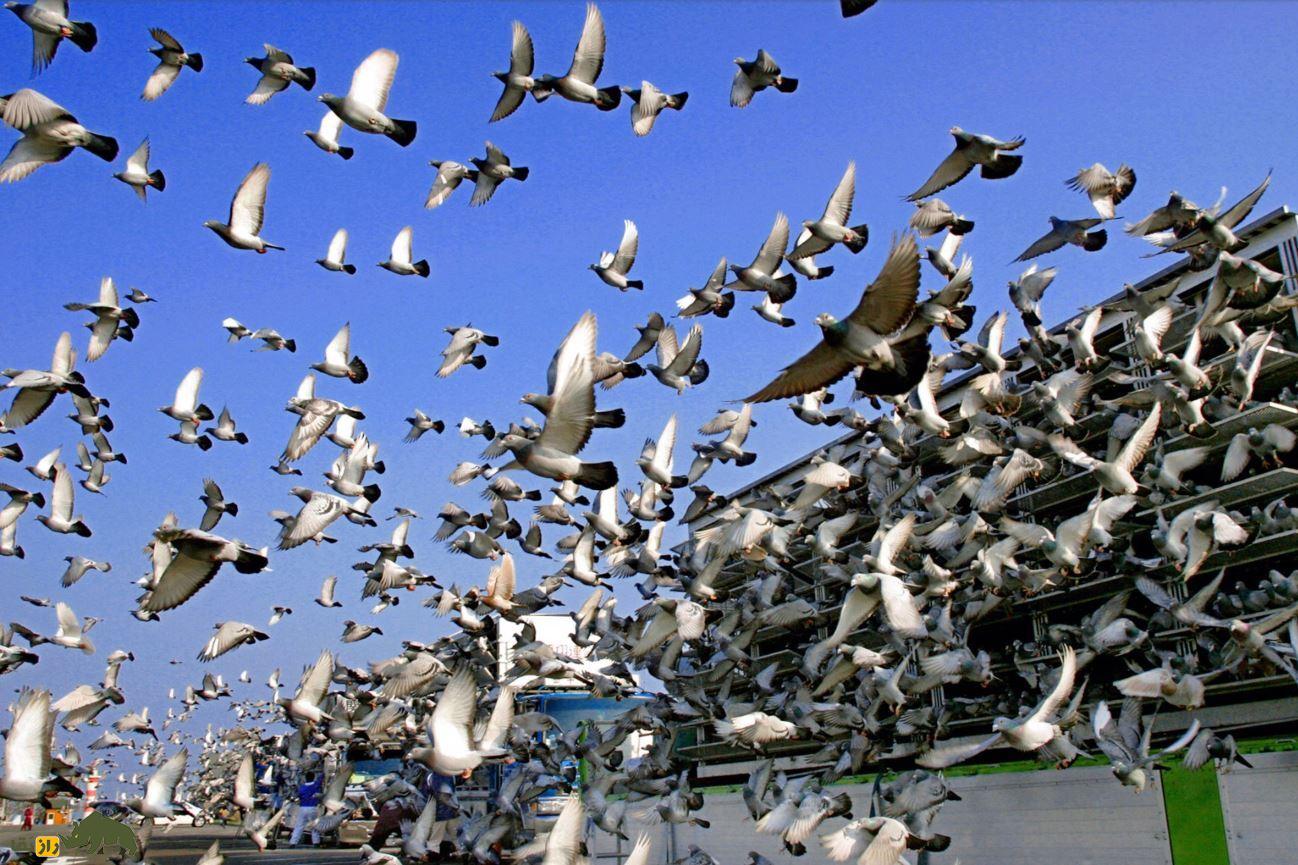 مسابقات دربی آرونا