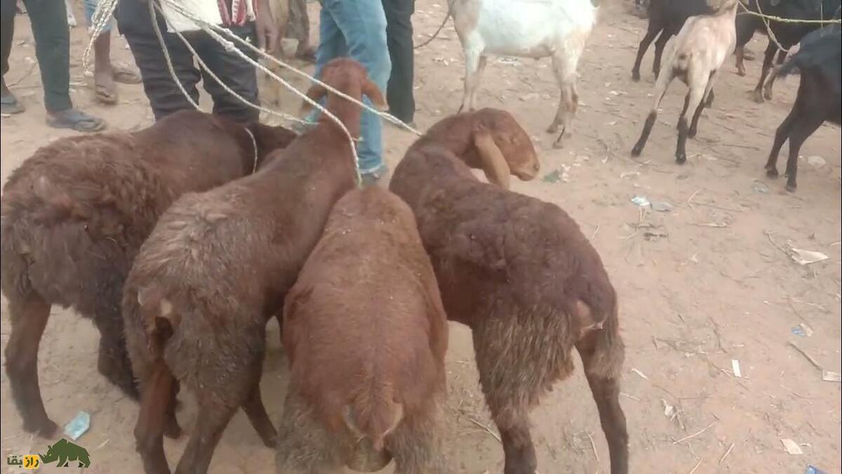 گوسفند بالان گیر Balangir sheep