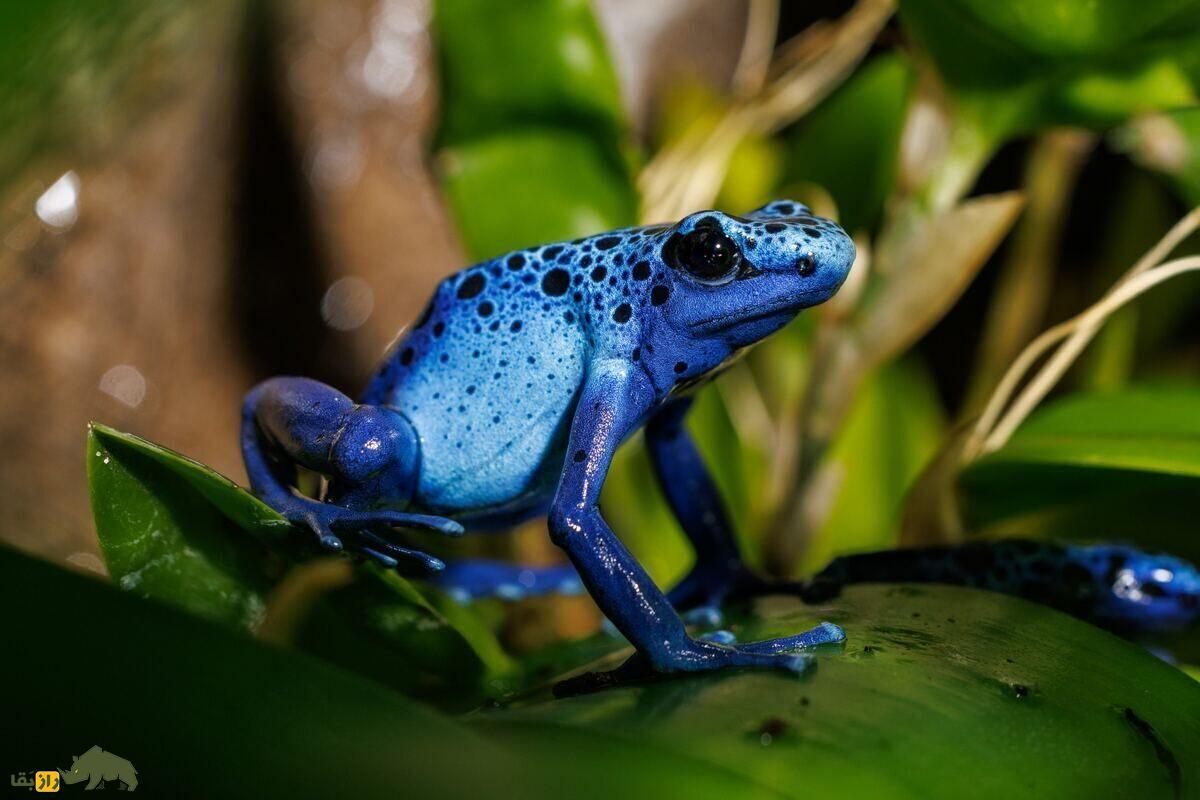 قورباغه دارت سمی؛ زیباترین و خطرناکترین قورباغه جهان که میتواند ۱۰ انسان و ۲۰ هزار موش را بکُشد!