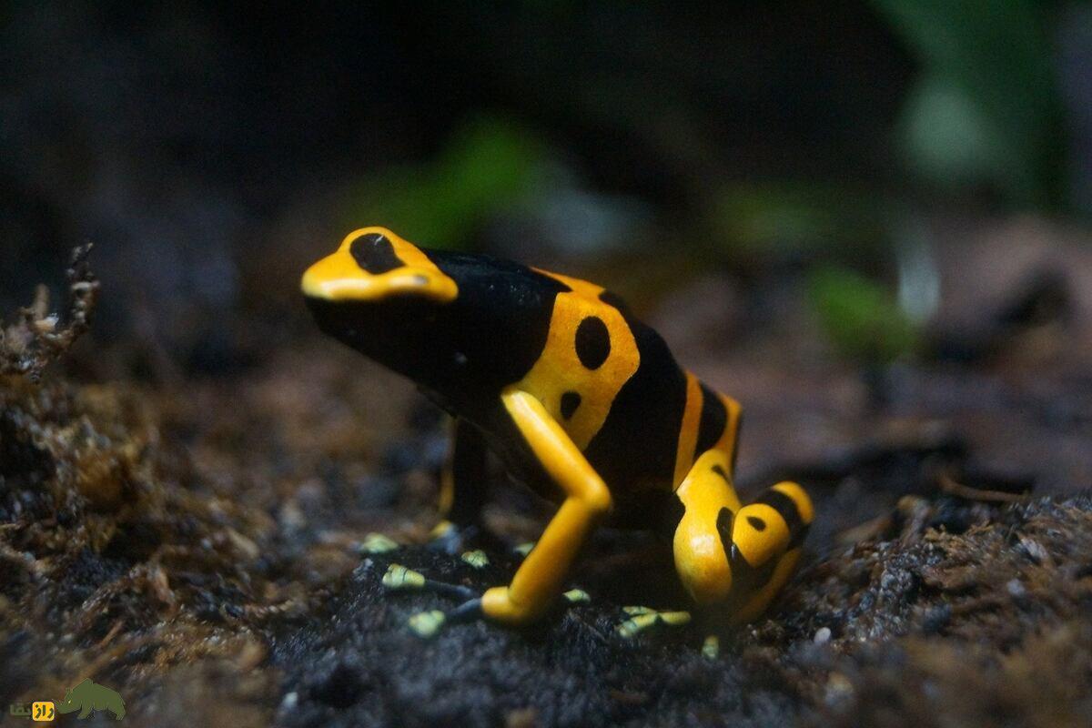 قورباغه دارت سمی؛ رنگارنگترین قاتل طبیعت قورباغه دارت سمی؛ رنگارنگترین قاتل طبیعت