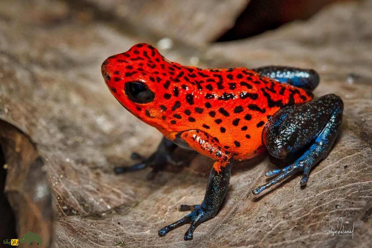 قورباغه دارت سمی؛ رنگارنگترین قاتل طبیعت قورباغه دارت سمی؛ رنگارنگترین قاتل طبیعت