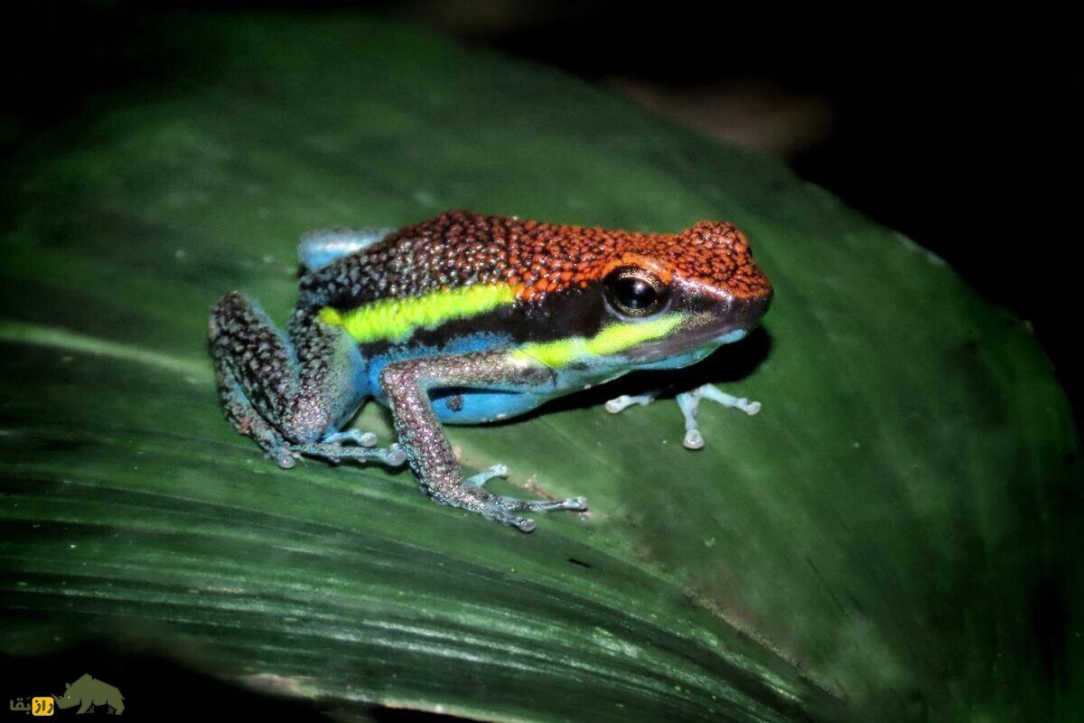 قورباغه دارت سمی؛ رنگارنگترین قاتل طبیعت قورباغه دارت سمی؛ رنگارنگترین قاتل طبیعت
