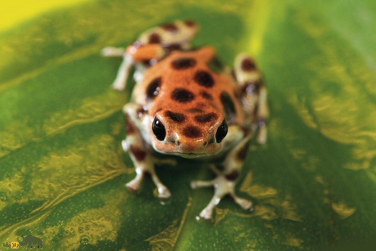 قورباغه دارت سمی؛ رنگارنگترین قاتل طبیعت قورباغه دارت سمی؛ رنگارنگترین قاتل طبیعت