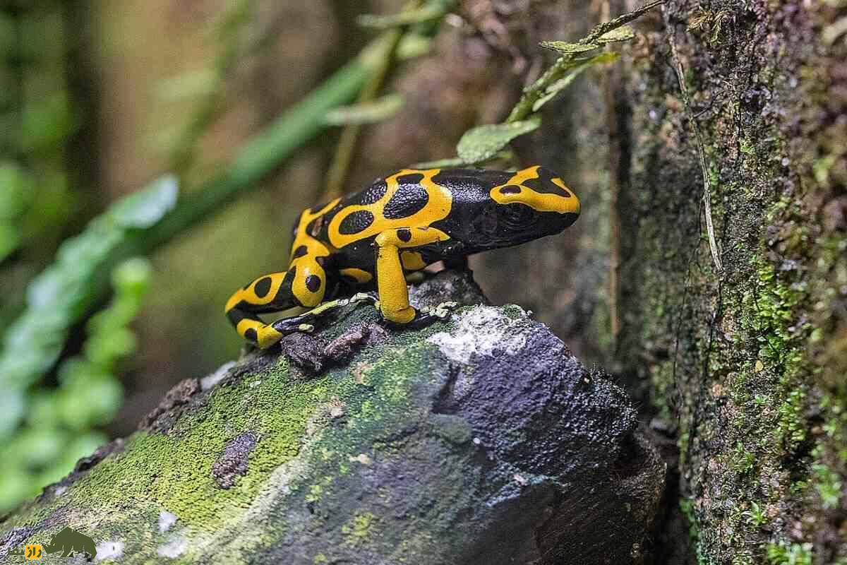 قورباغه دارت سمی؛ رنگارنگترین قاتل طبیعت قورباغه دارت سمی؛ رنگارنگترین قاتل طبیعت