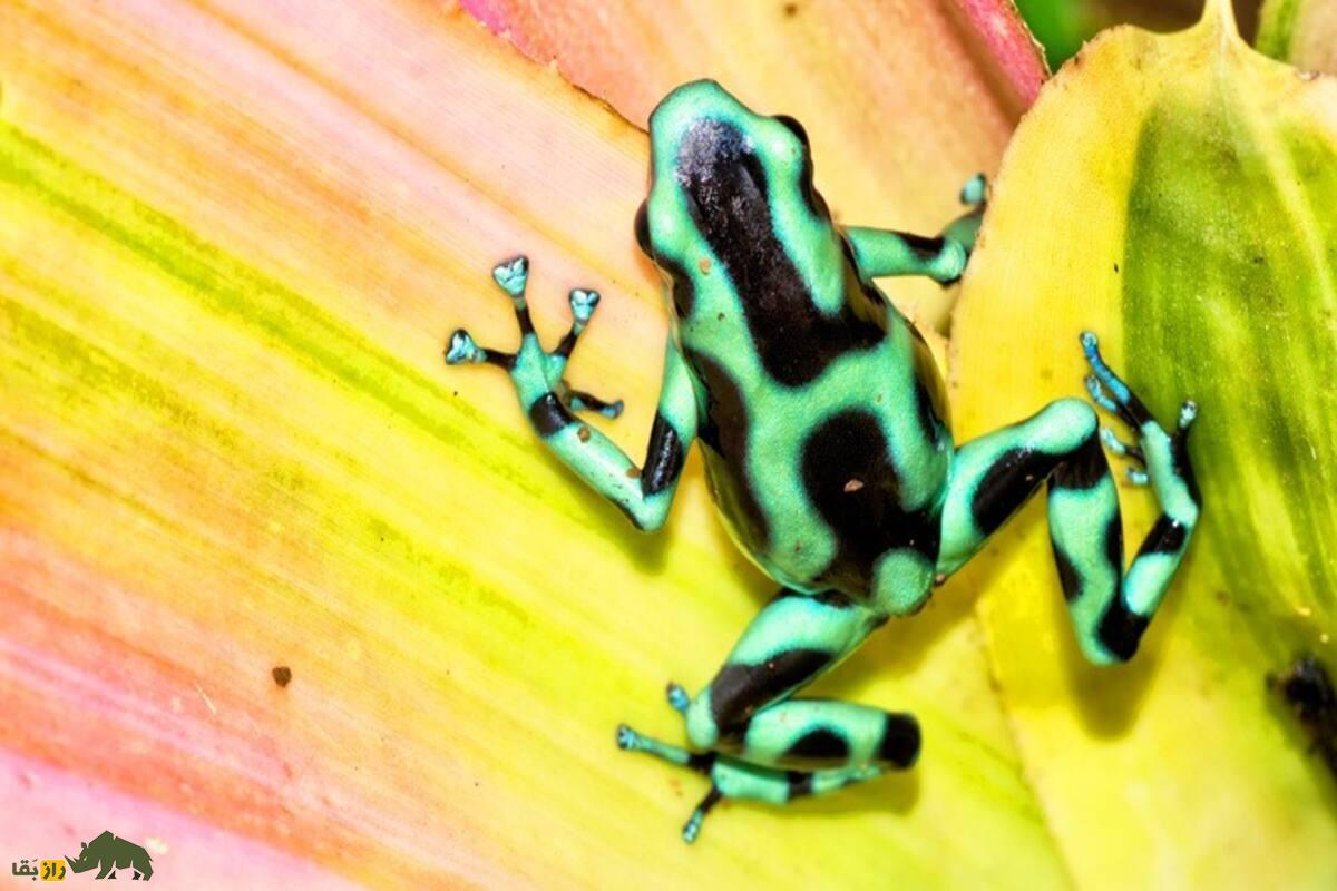 قورباغه دارت سمی؛ رنگارنگترین قاتل طبیعت قورباغه دارت سمی؛ رنگارنگترین قاتل طبیعت