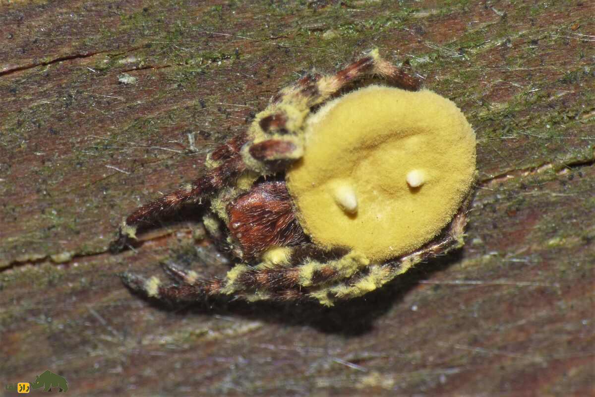 گیبلولا اتنبرویی؛ قارچ انگل مرموزی که عنکبوتها را تسخیر میکند گیبلولا اتنبرویی؛ قارچ انگل مرموزی که عنکبوتها را تسخیر میکند