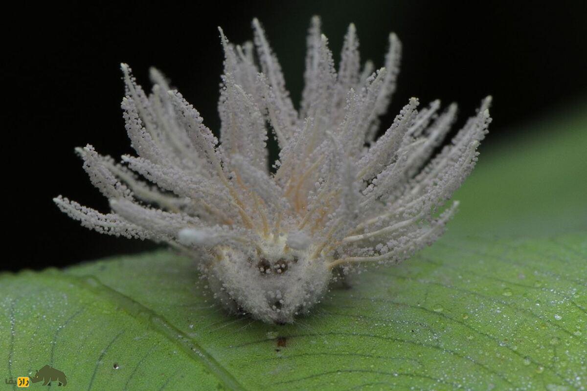 گیبلولا اتنبرویی؛ قارچ انگل مرموزی که عنکبوتها را تسخیر میکند گیبلولا اتنبرویی؛ قارچ انگل مرموزی که عنکبوتها را تسخیر میکند