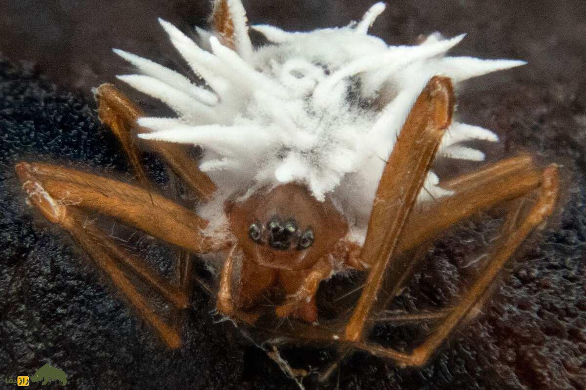 گیبلولا اتنبرویی؛ قارچ انگل مرموزی که عنکبوتها را تسخیر میکند گیبلولا اتنبرویی؛ قارچ انگل مرموزی که عنکبوتها را تسخیر میکند