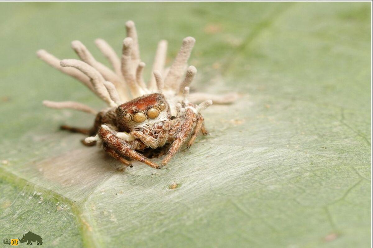 گیبلولا اتنبرویی؛ قارچ انگل مرموزی که عنکبوتها را تسخیر میکند گیبلولا اتنبرویی؛ قارچ انگل مرموزی که عنکبوتها را تسخیر میکند