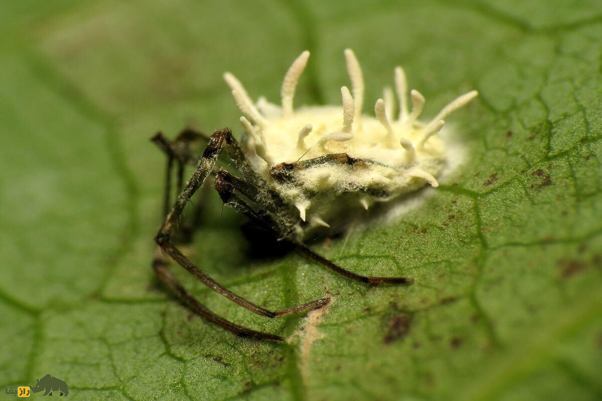 گیبلولا اتنبرویی؛ قارچ انگل مرموزی که عنکبوتها را تسخیر میکند گیبلولا اتنبرویی؛ قارچ انگل مرموزی که عنکبوتها را تسخیر میکند